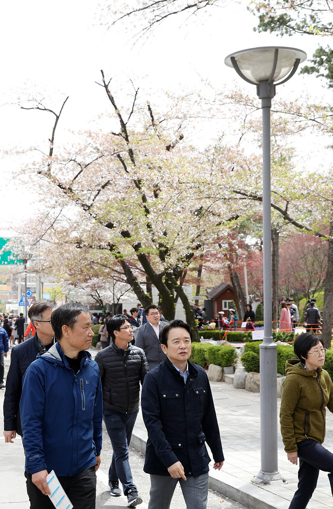 																																						경기도청 벚꽃축제 기간(4.13 ~ 4.15)중인 15일 오후 남경필 경기도지사가 경기도청 벚꽃축제에서 산책을 하고 있다.
																		
																		